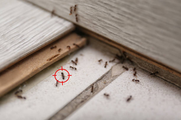 Best Best Pest Control Companies  in Warrior, AL