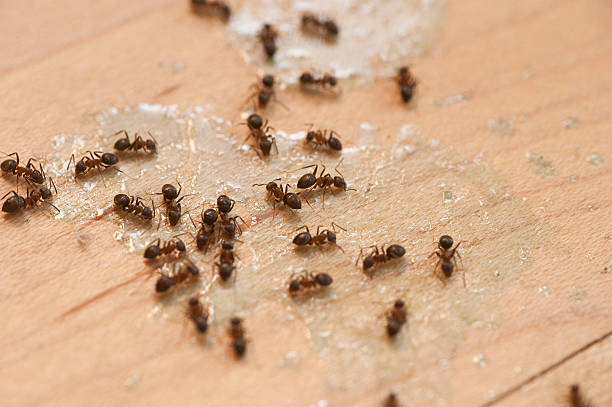 Best Wasp Removal Services  in Warrior, AL