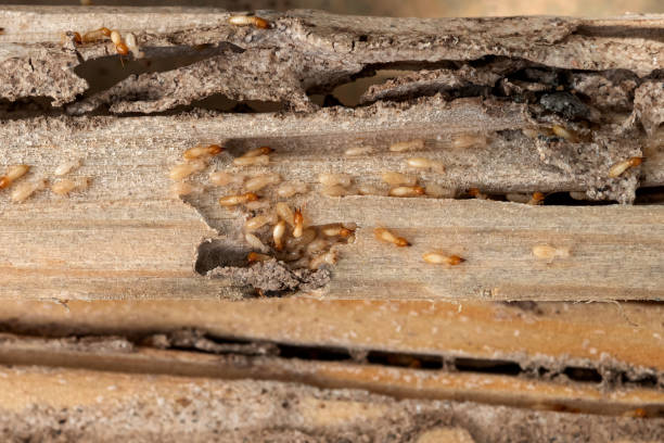 Best Mosquito Control Services  in Warrior, AL